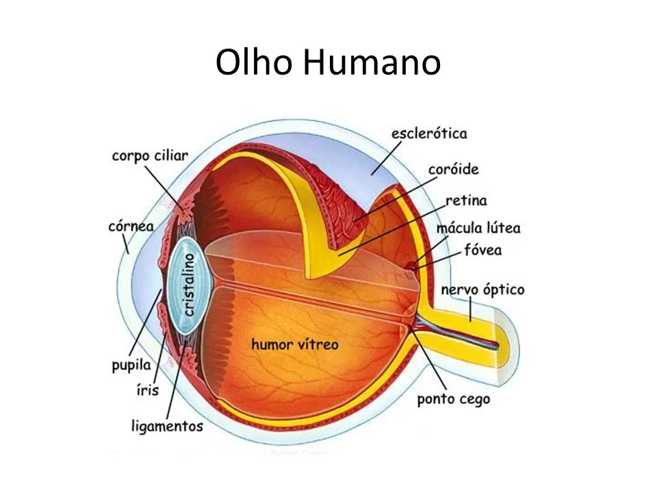 Para fins deste artigo sobre a anatomia do globo ocular, o olho será dividido em duas seções: a extraocular (estruturas fora do globo) e a ocular (o globo e as estruturas intraoculares).